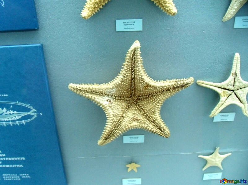 Collection d`étoiles de mer №21373