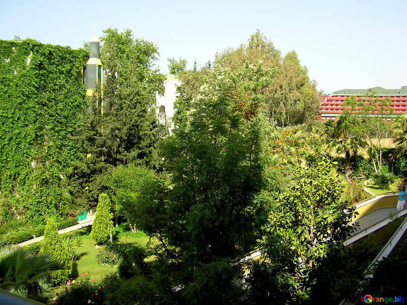 Trees in the landscape design of the hotel №21761
