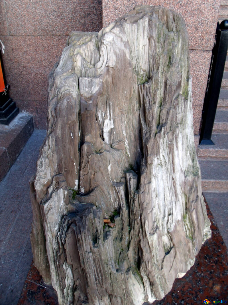 Petrified wood №21494