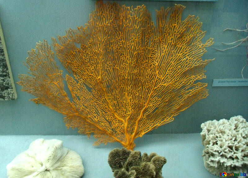 Branch coral №21404