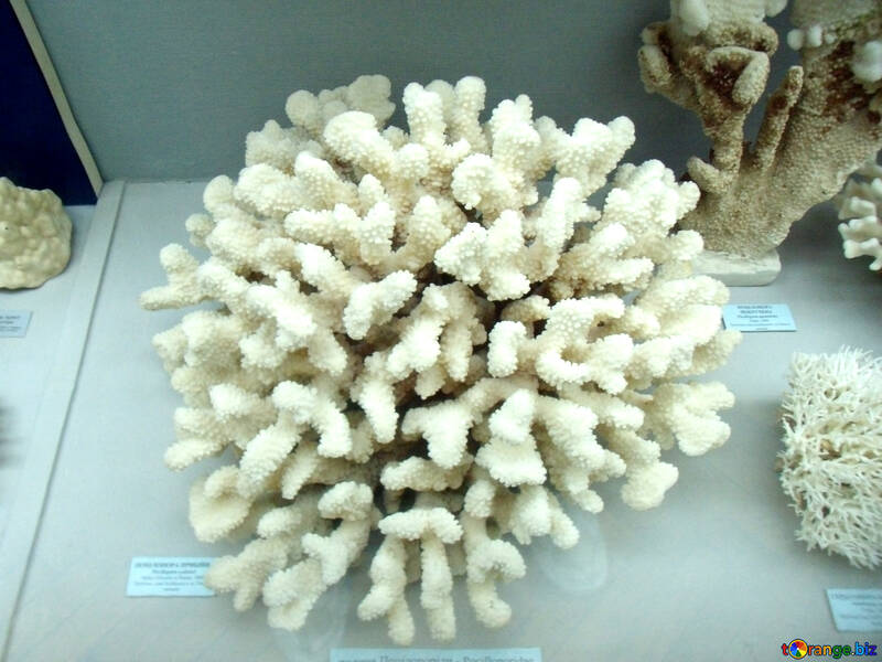 Coral №21398