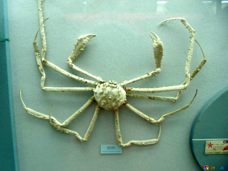 Crabe №21390