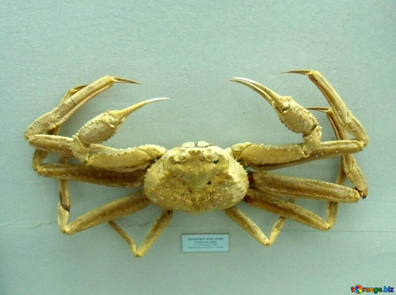 Crab №21391