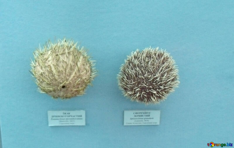 Dangerous sea urchins №21367