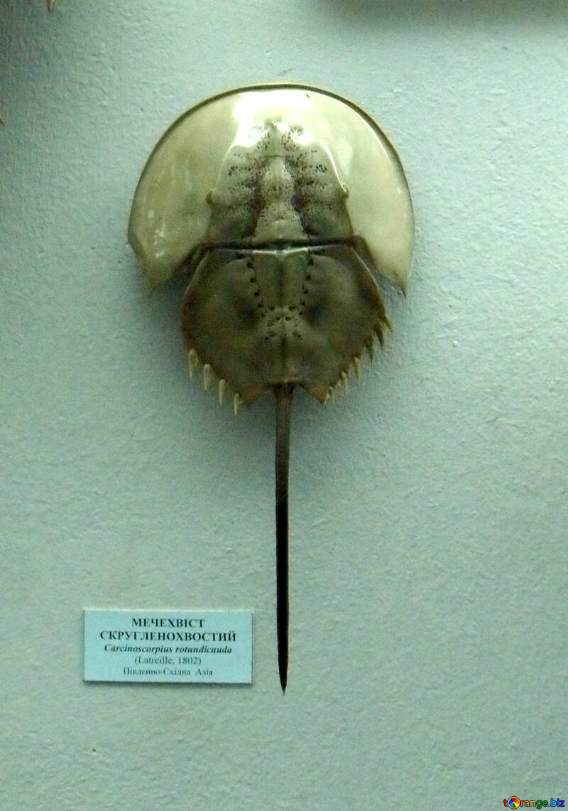 Horseshoe crab №21388