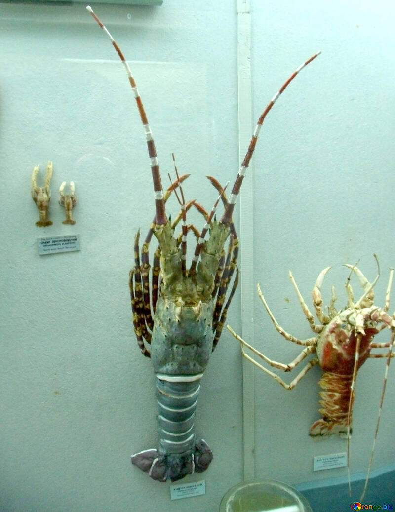 Lobsters №21395