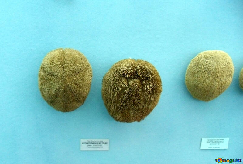 Species of sea urchin №21365