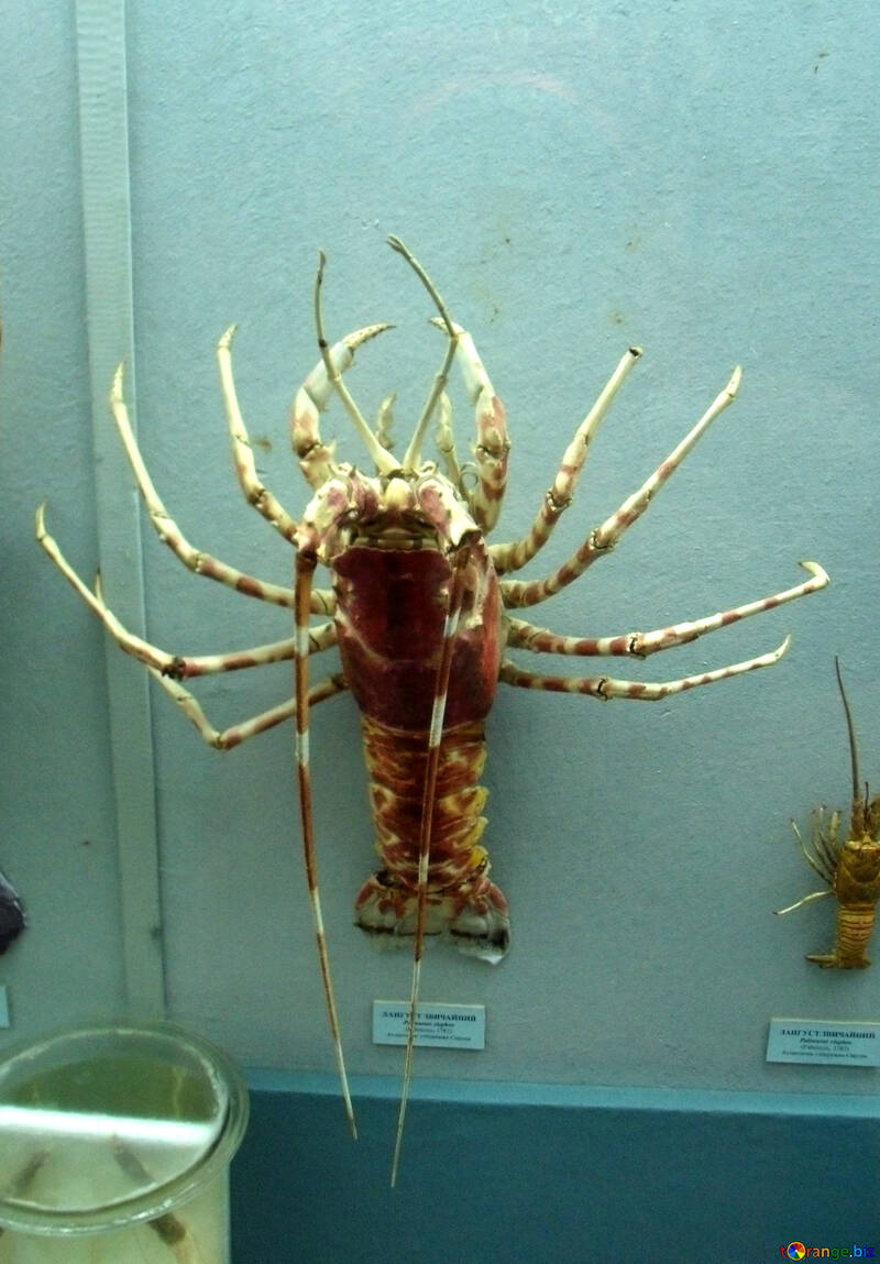 Spiny lobster №21394
