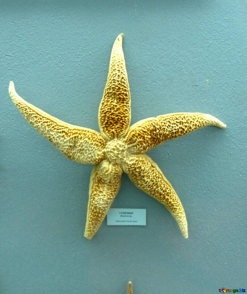 Starfish №21371