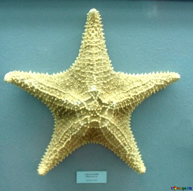 Starfish clam №21374