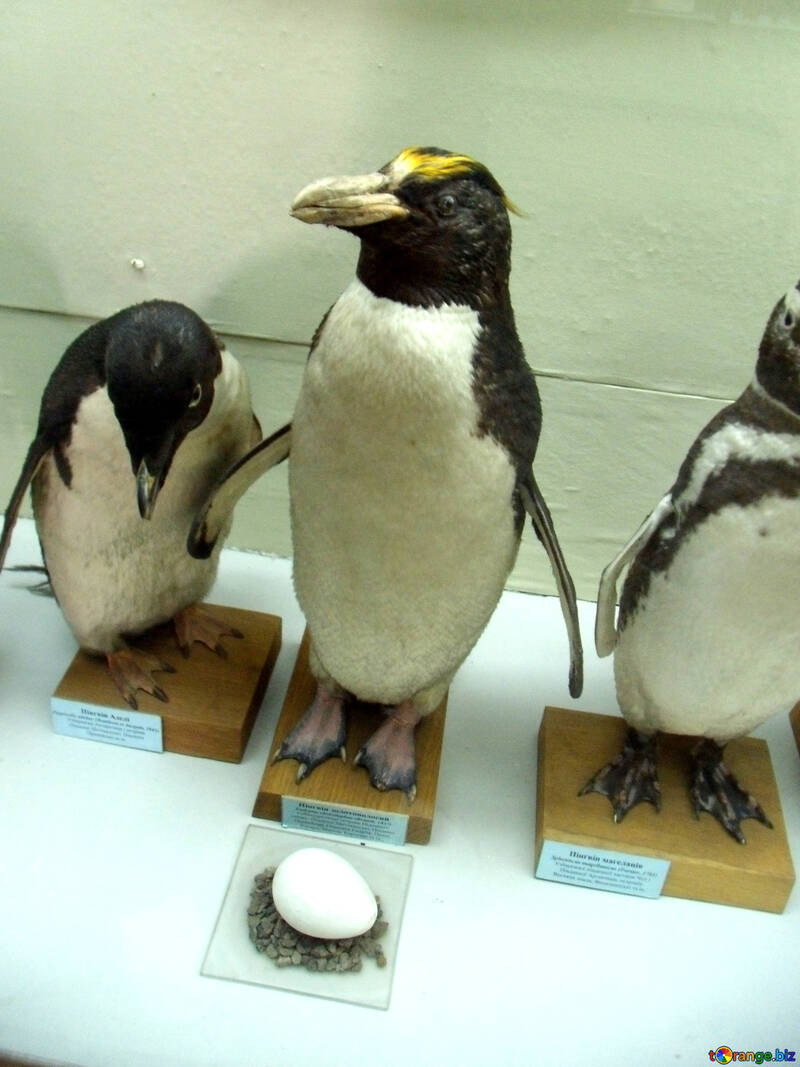 Птах пінгвін з яйцем опудало №21278
