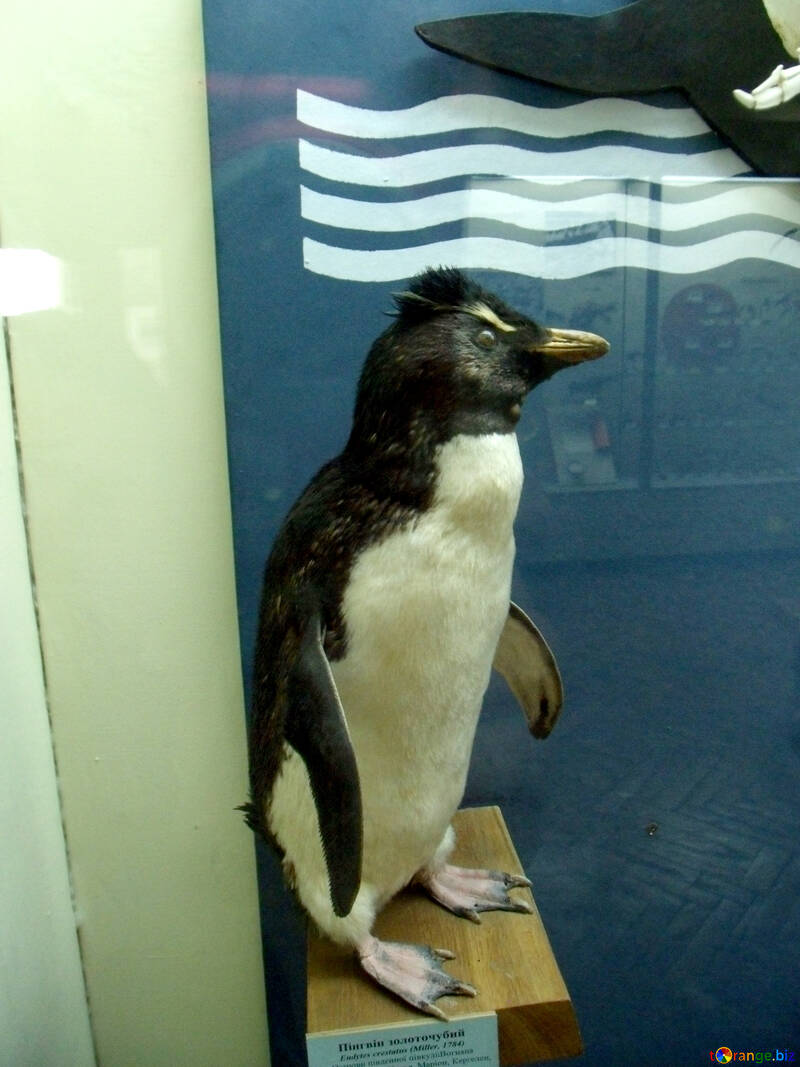 Bird stuffed penguin №21279