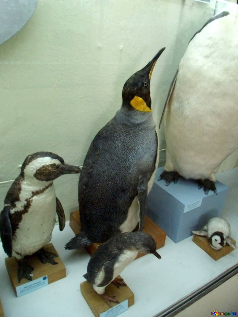 Pinguini ripieni di uccelli №21277