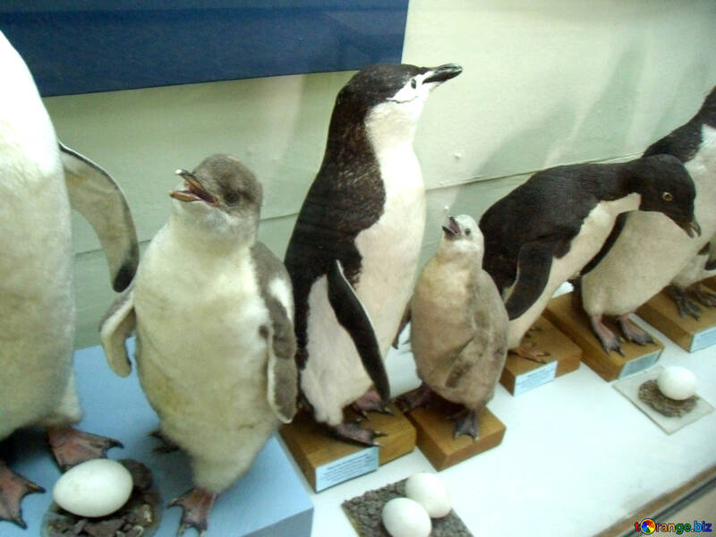 Pinguini ripieni di uccelli №21280