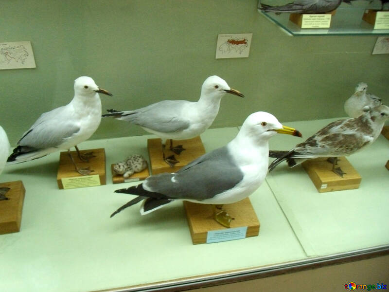 A stuffed seagulls №21305