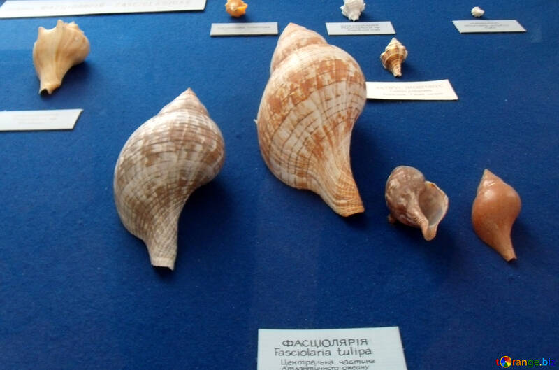 Beautiful seashells №21347