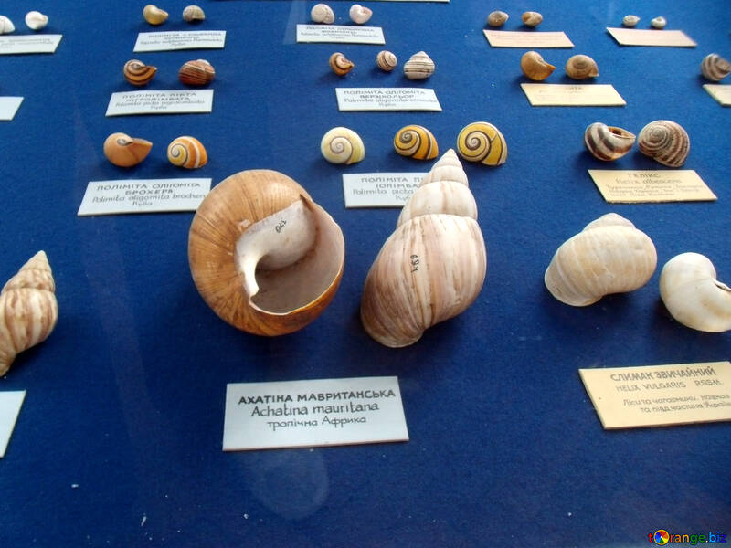 Différents shells №21356