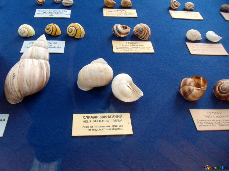 Large shells №21354