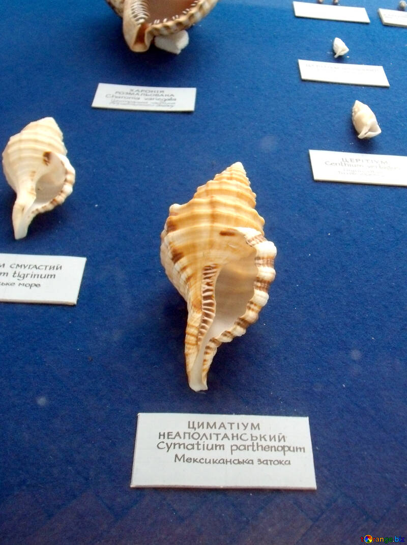 Mexican shells №21332