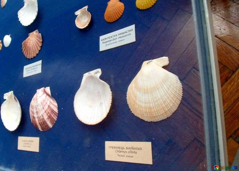 Seashells of Southern Seas №21325