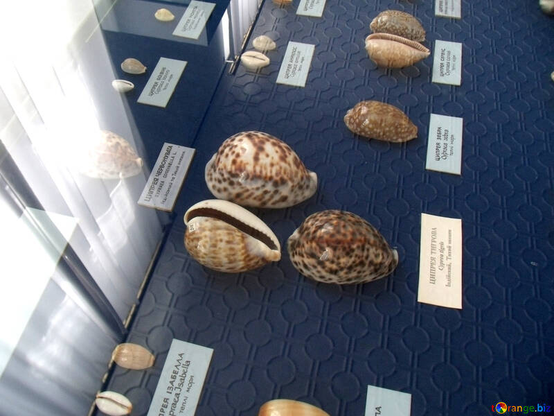 Una variedad de conchas №21338