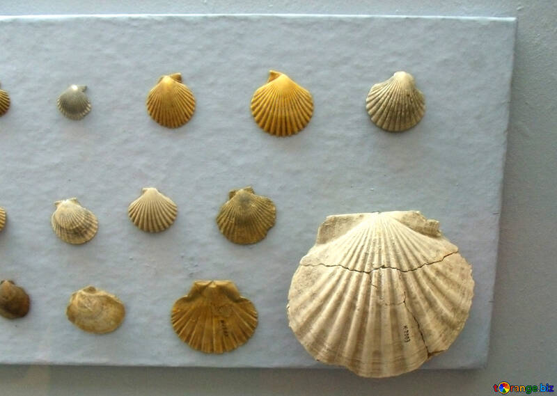 Shells №21452