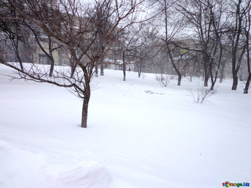 Parc couvert de neige №21546