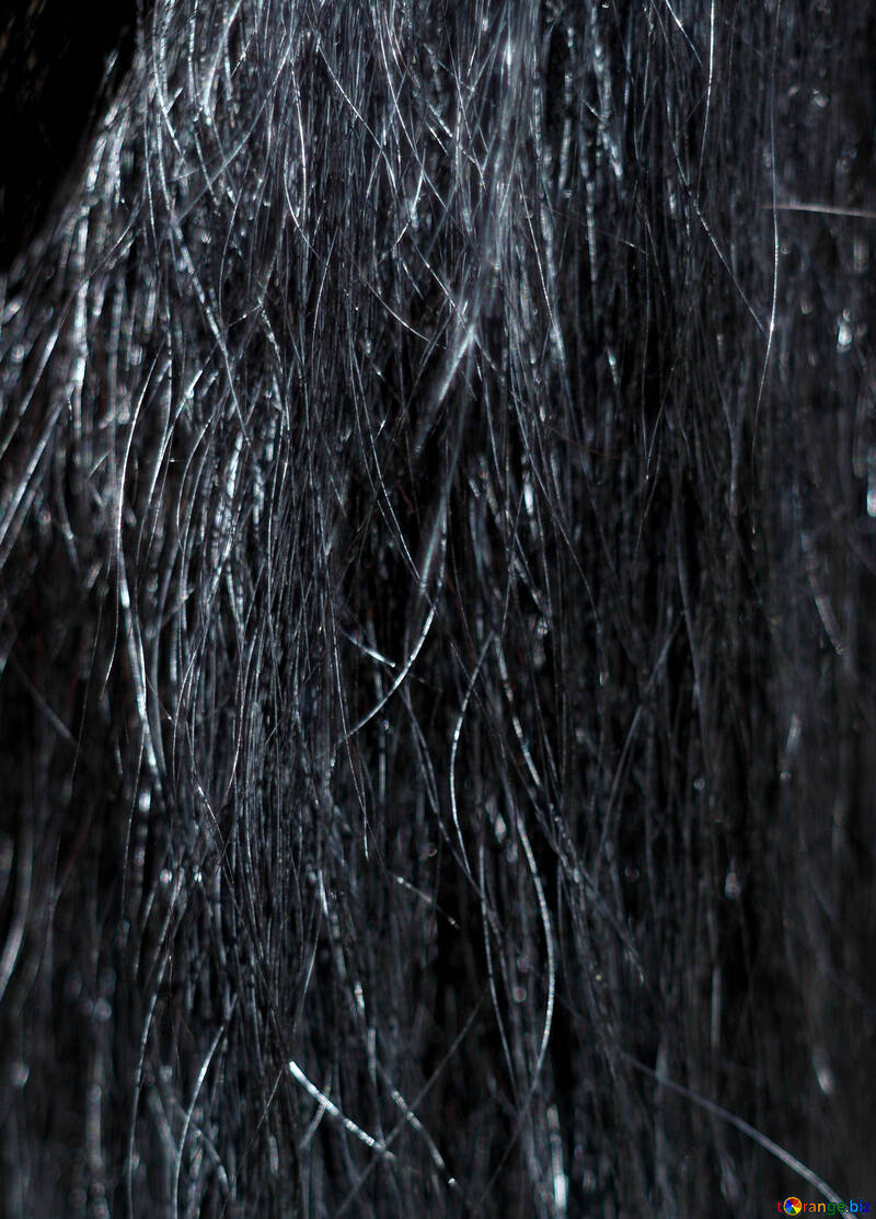 The texture of horsehair №21886