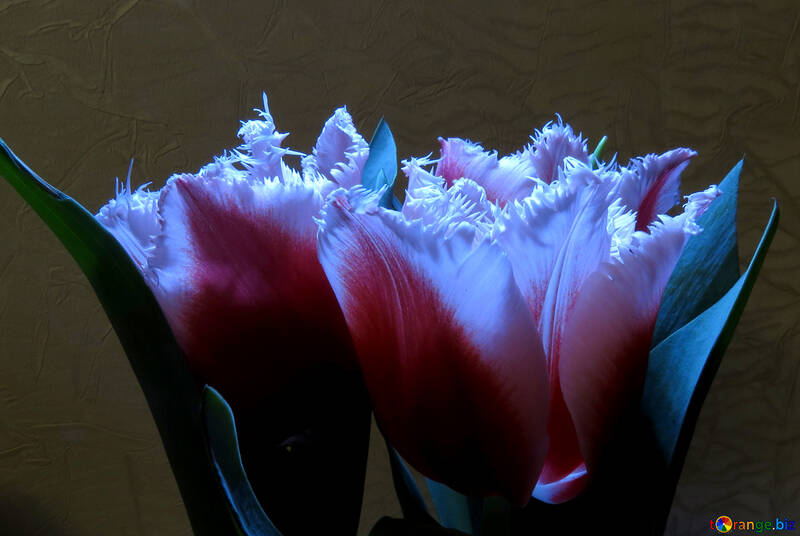 Velvet tulip №21240