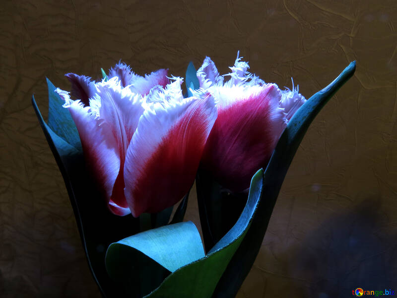 Three tulips №21241