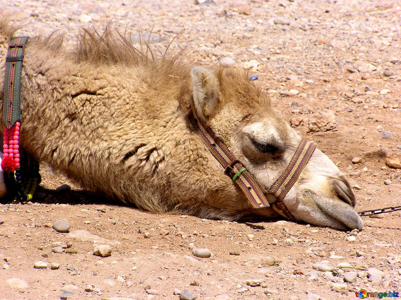 Muzzle camel №21029