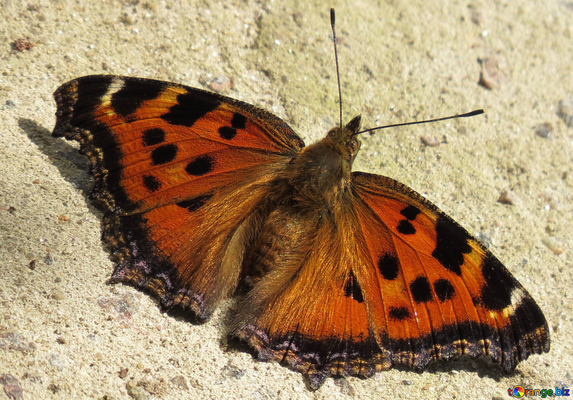 Бабочка черно оранжевая. Фарфалла бабочка. Коричневая бабочка. Бабочка коричневая с оранжевыми. Коричневая бабочка с пятнами.