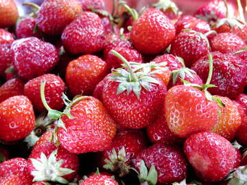 Picking strawberries №22378