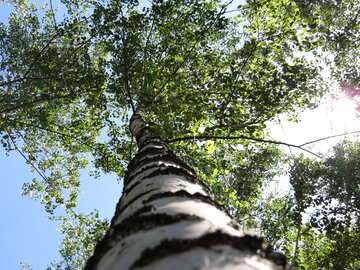 Arbre du bouleau №22483