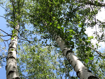 Two birch trees №22477