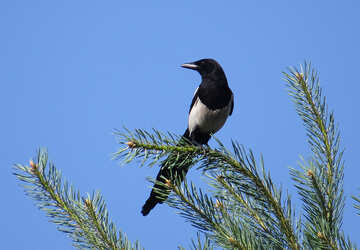 Bird magpie №22962