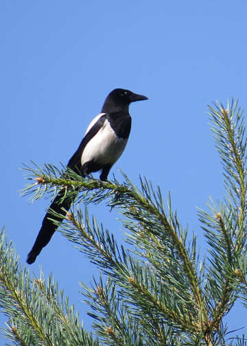 Magpie on branch №22963