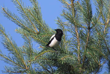 Magpie on the tree №22964
