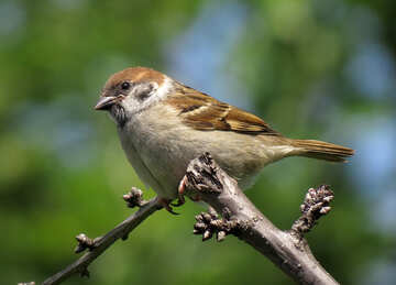 Sparrow №22898