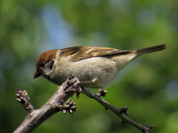 Spatz auf Zweig