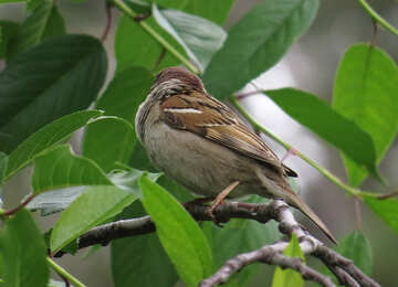 Sparrow on branch №22921