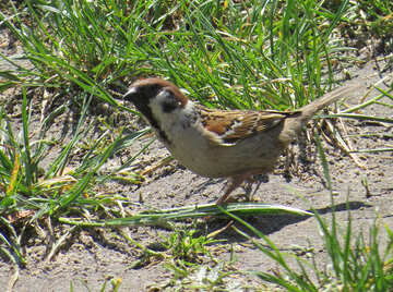 Sparrow in the grass №22905