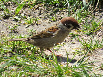 Sparrow auf der Suche nach Nahrung №22904