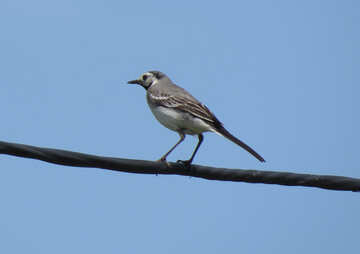 Wagtail on the wire №22886