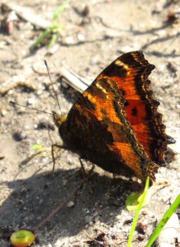 Schmetterling auf dem Boden №22262