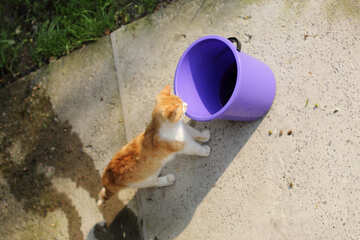 Cat and bucket №22423