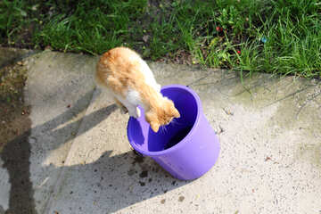 Cat dives into the bucket №22411