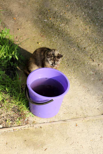 Cat near the bucket №22426