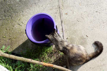Cat looking at fish in bucket №22428