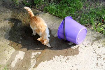 Cat stole the fish from the bucket №22410